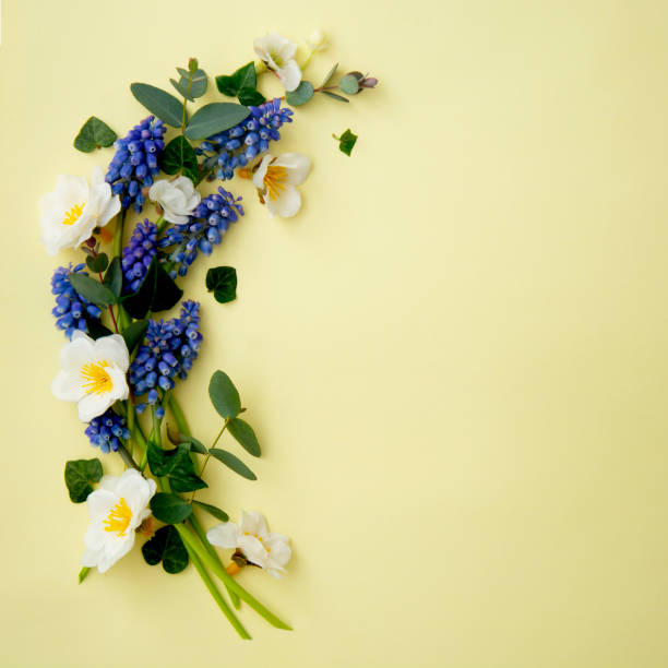 istock Spring flower composition square background. Fresh muscari and wild flowers on pastel yellow baner. Happy mother's day. Flat lay, copy space 1312076067
