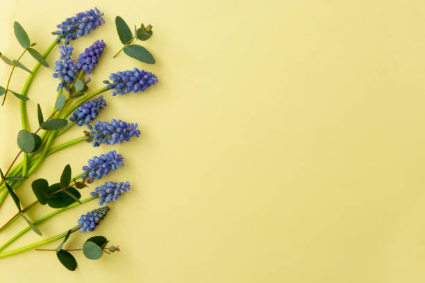 istock Spring muscari flower composition with eucalyptus over yellow pastel background. Easter holiday background. Creative abstract spring, copy space 1312076265