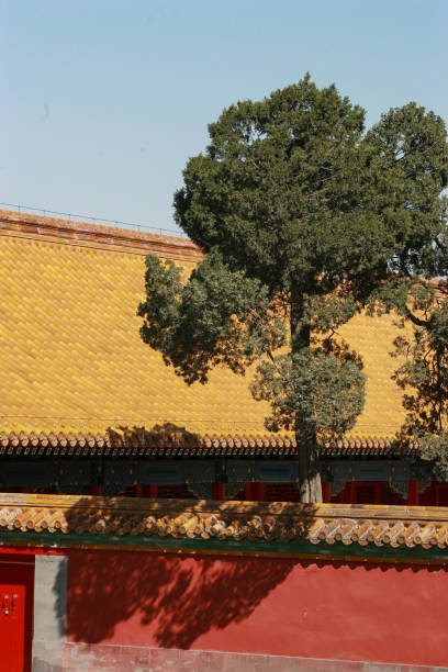 оливковое дерево в районе хутун, недалеко от запретного города, пекин, китай - gate of divine military genius стоковые фото и изображения