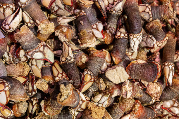 istock Raw barnacles up close and textured, seafood 1312076414