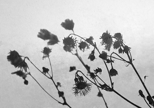 Dead flowers silhouette, black and white