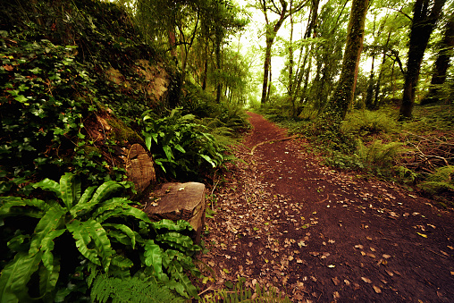 Wooden bench obtained from tree trunk and path in the woods, County Cork, Ireland