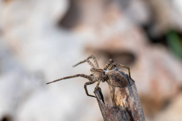 istock Small brown wild spider on branch bask in sun 1312081130