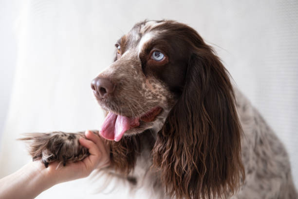 istock Russian spaniel chocolate merle different colours eyes dog give paw 1312081430