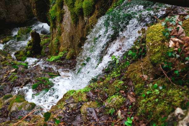 rapids of the waterfall surrounded by moss and trees