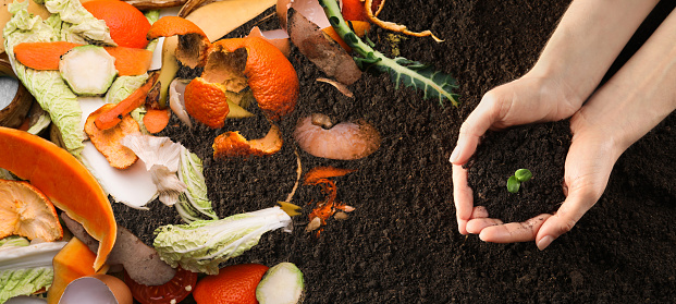 Residuos orgánicos para compostaje en el suelo y mujer sosteniendo plándala verde, vista superior. Fertilizante natural photo