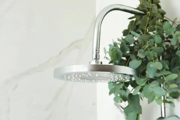 Branches with green eucalyptus leaves in shower, space for text