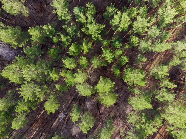 istock Vertical aerial view of rare pine forest in early spring 1312084056