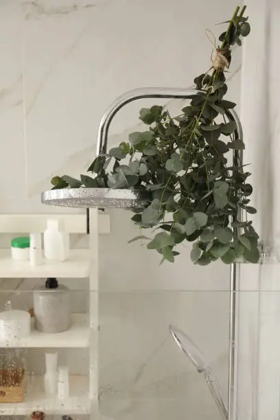 Branches with green eucalyptus leaves in shower