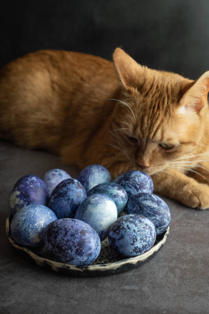 istock Easter eggs painted blue with a natural blueberry dye lie on a dark background next to a domestic ginger cat in the kitchen. The process of preparing for Easter. 1312085906