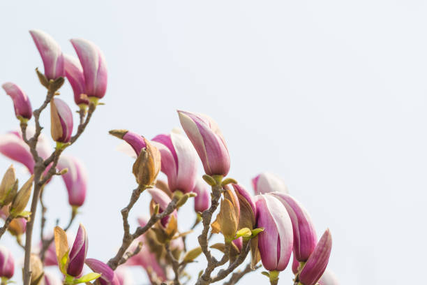 マグノリアの花、マグノリアデヌデータと青空 - magnolia pink flower isolated ストックフォトと画像