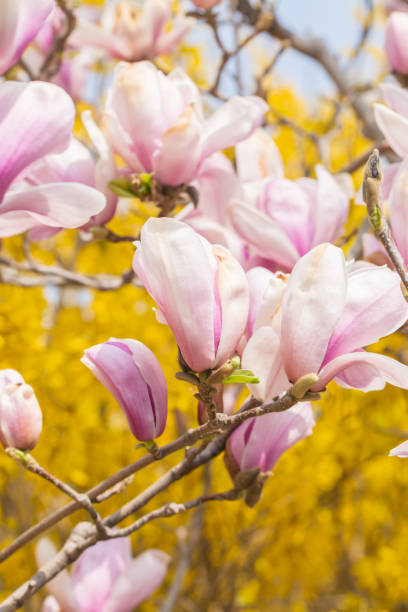 マグノリアの花、マグノリアデヌデータと青空 - magnolia pink flower isolated ストックフォトと画像