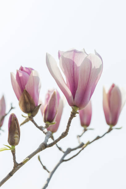 マグノリアの花、マグノリアデヌデータと青空 - magnolia pink flower isolated ストックフォトと画像