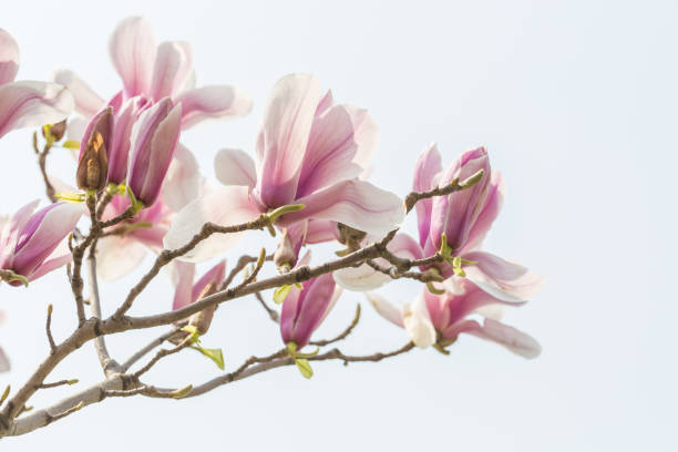 マグノリアの花、マグノリアデヌデータと青空 - magnolia pink flower isolated ストックフォトと画像