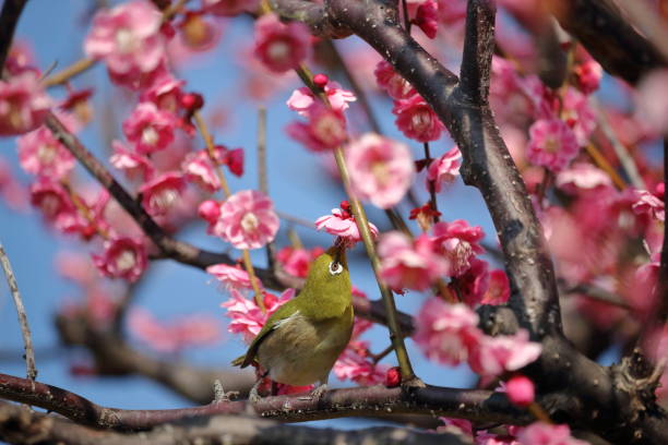 istock Japanese white-eye and red ume,Pecking flowers,Early spring 1312088326