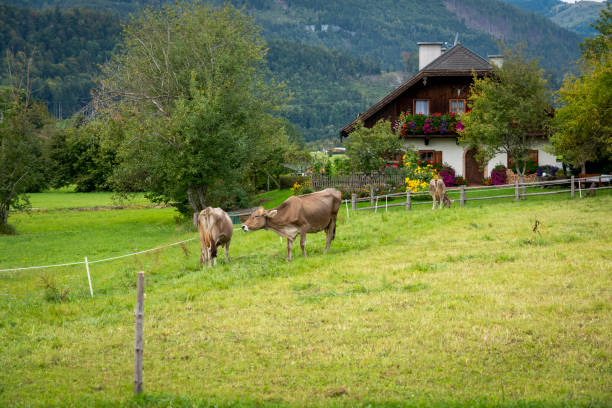 Herd of cows at summer green field. Pretty cow on farm. Animal husbandry. Brown and white cows in a grassy field on a bright and sunny day in The Austria mountain.
