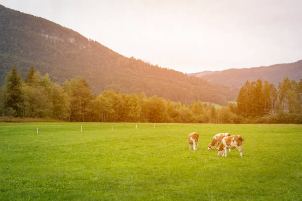 istock Brown and white cows in a grassy field on a bright and sunny day. 1312088544