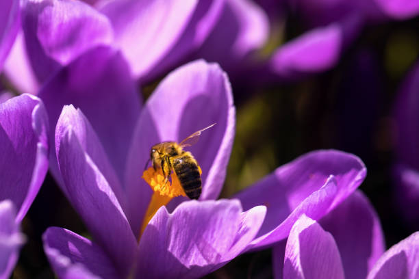istock First spring purple crocus flowers. Bee pollinating on purple crocus flower closeup 1312088923