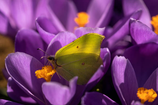 First spring purple crocus flowers.Yellow cabbage Butterfly pollinating on purple crocus flower sucking nectar closeup