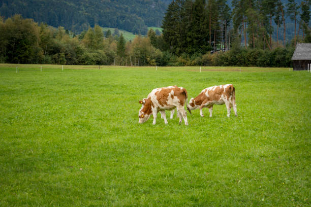 istock Brown and white cows in a grassy field on a bright and sunny day. 1312089004