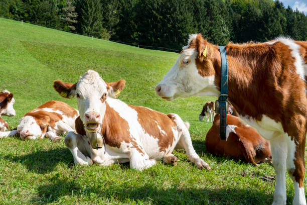 istock Brown and white cows in a grassy field on a bright and sunny day. 1312089256