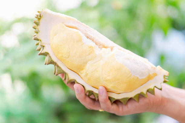 istock Hand holding ripe durian tropical fruit green nature background 1312090056