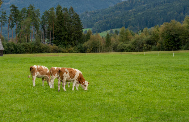 istock Brown and white cows in a grassy field on a bright and sunny day. 1312090159