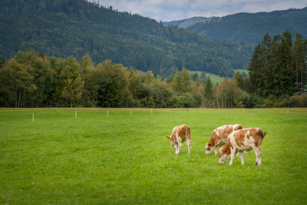 istock Brown and white cows in a grassy field on a bright and sunny day. 1312090160
