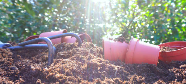 sämlinge am sonnigen tag im garten im frühjahr im boden pflanzen. - spinach vegetable plant freshness stock-fotos und bilder