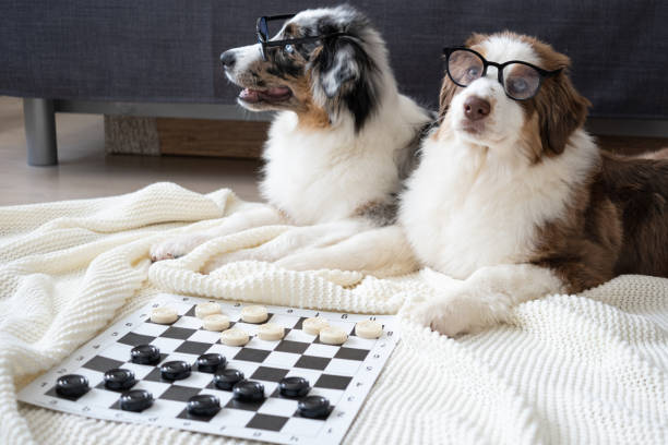 istock Two small Australian shepherd puppy dog with glasses play checkers 1312092763
