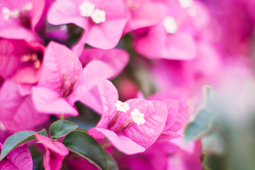 A closeup selective focus shot of pink bougainvillea flowers. Spring concept