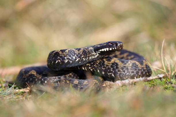 istock Vipera berus, the common European adder 1312093163