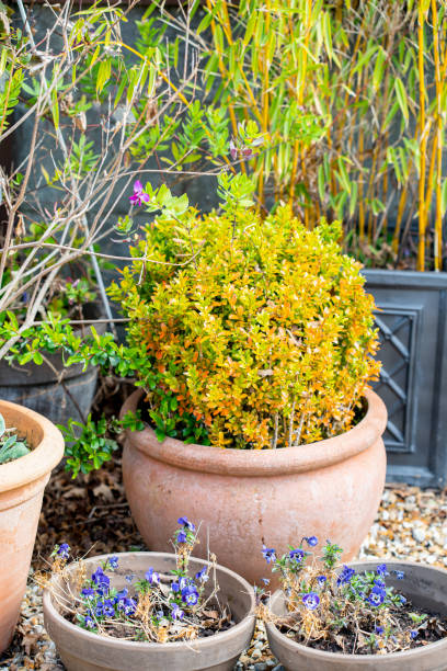 istock Plants in the garden 1312093298