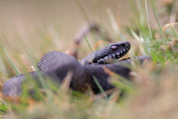 istock Vipera berus, the common European adder 1312093313