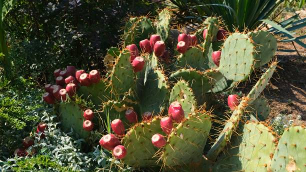 Blooming prickly pear cactus with red flowers Blooming prickly pear cactus with red flowers nopal fruit stock pictures, royalty-free photos & images