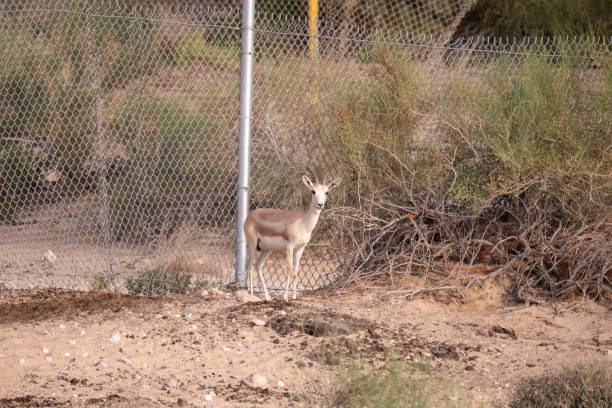 istock Sand gazelle in captive natural habitat conservation program in Saudi Arabia 1312093576
