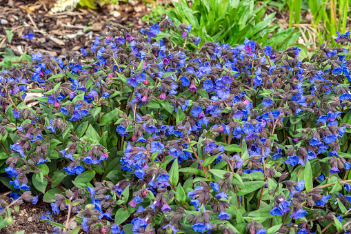 Pulmonaria 'Blue Ensign' a spring flowering plant found in the spring flower season which is commonly known  as lungwort, stock photo image