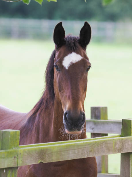 istock Bay Horse at Fence 1312095682