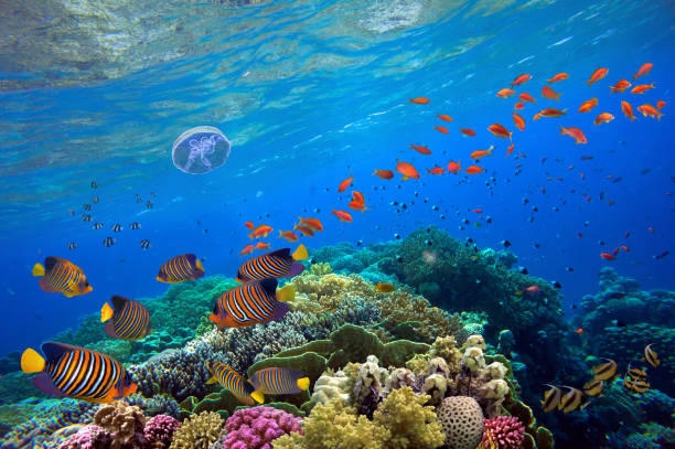 istock Tropical fish and hard corals on a blue water 1312095844