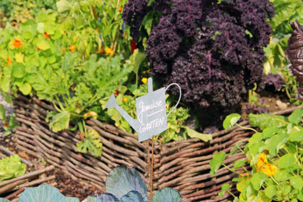 gemüse- und kräutergarten - flower cabbage kale edible flower stock-fotos und bilder