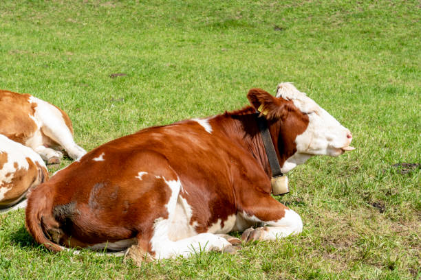 istock Brown and white cows in a grassy field on a bright and sunny day. 1312096165