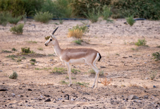 istock Sand gazelle in captive natural habitat conservation program in Saudi Arabia 1312097162