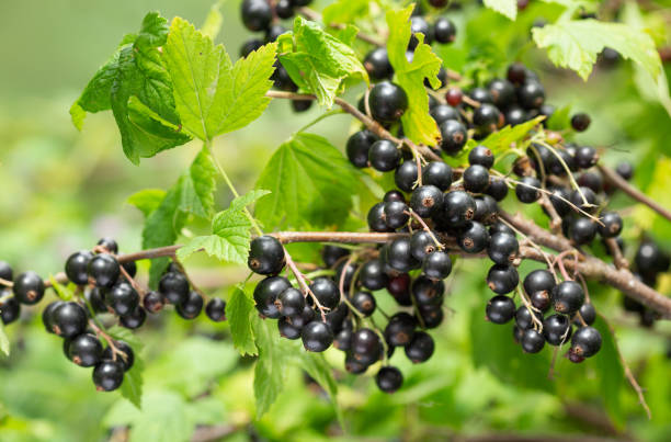 istock ripe black currant in a garden 1312097891