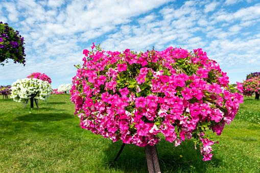Scenic view of beautiful city park with green grass lawn meadow and many bright blooming petunia flowers in pots and hanged on pole. Landscaping design and ornamental garden. Seasonal plants blossom.
