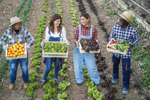 istock Multi generational farmer team holding wood boxes with fresh organic vegetables - Focus on faces 1312098679