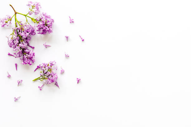 istock Blossom lilac flowers - spring branches top view 1312098730