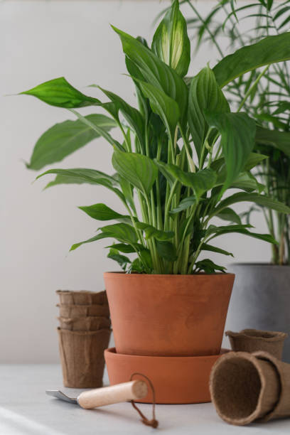 istock Home green plants in ceramic pots 1312101882