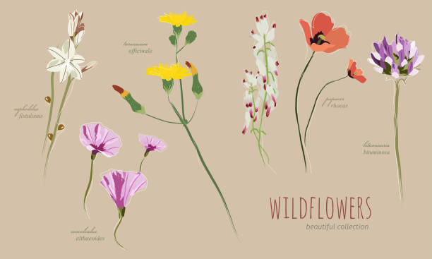 zestaw kwiatów, piękna kolekcja śródziemnomorskiej flory. - wildflower set poppy daisy stock illustrations