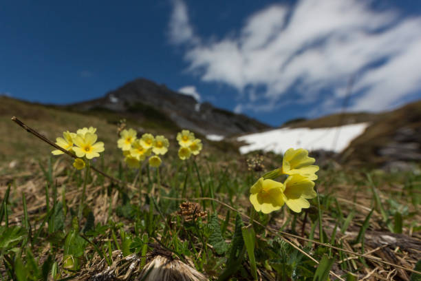 oxlip (Primula elatior) with yellow blossom in alpine meadow with blue sky