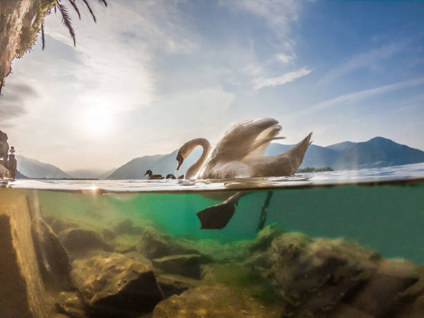 toma submarina de cisne en el lago maggiore, tesino - split screen fotografías e imágenes de stock